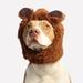 dog wearing lion costume